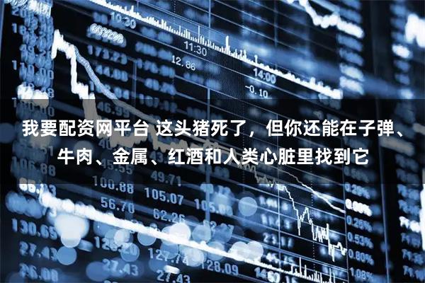 我要配资网平台 这头猪死了，但你还能在子弹、牛肉、金属、红酒和人类心脏里找到它